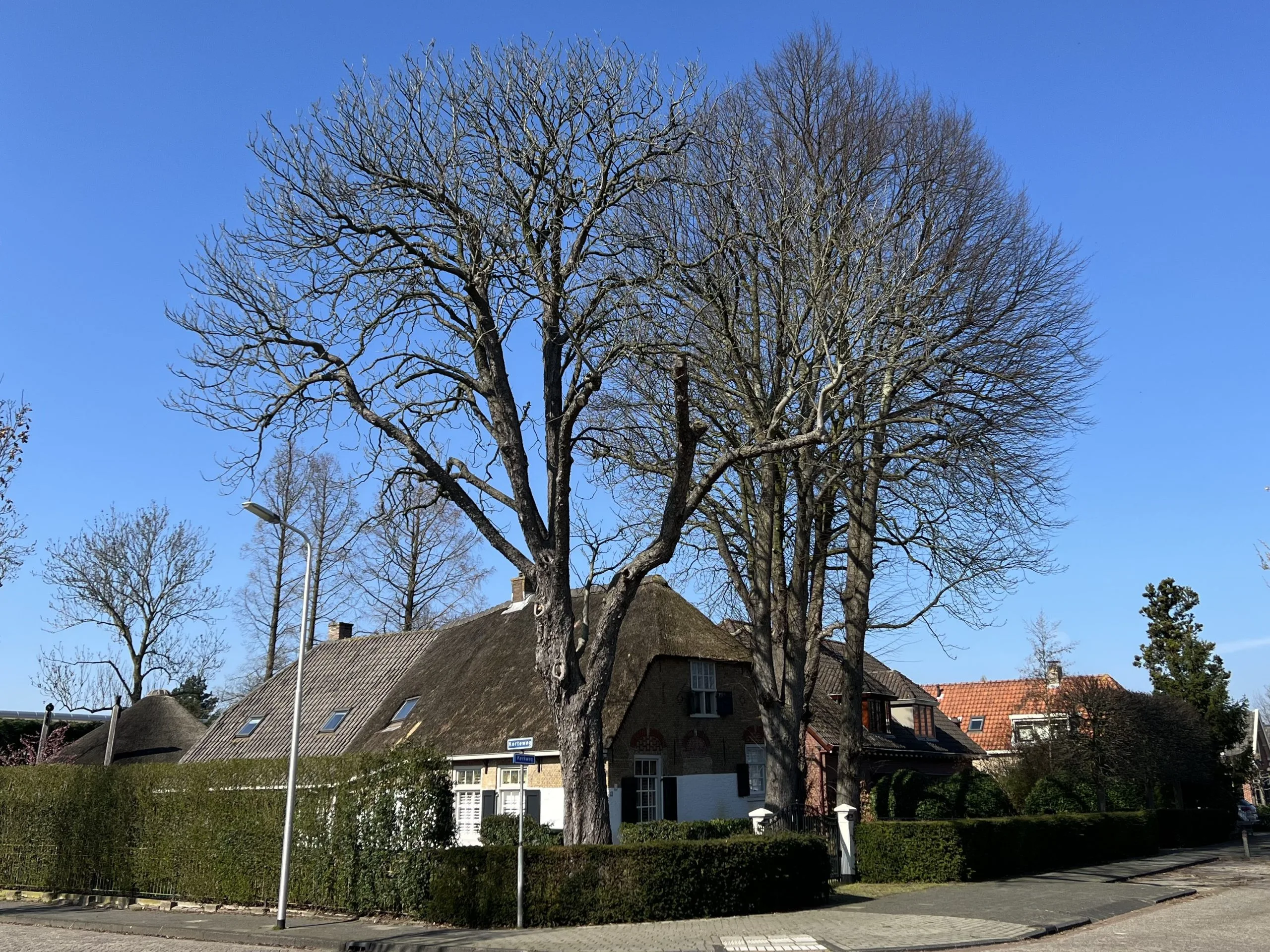 Monumentale bomenwandeling in Pijnacker