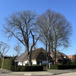 Rondwandeling 3. Monumentale bomenwandeling centrum